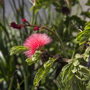 Pink Powder Puff - Calliandra haematocephala