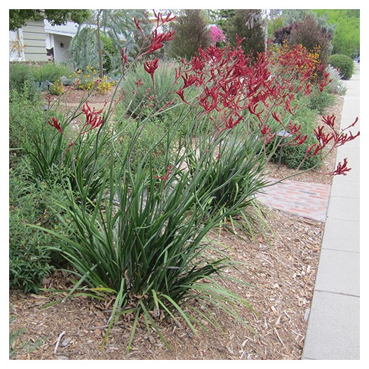 Red Kangaroo Paw  - Anigozanthos 'Bush Devil'