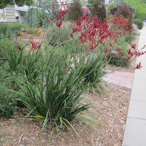 Red Kangaroo Paw - Anigozanthos 'Bush Devil'