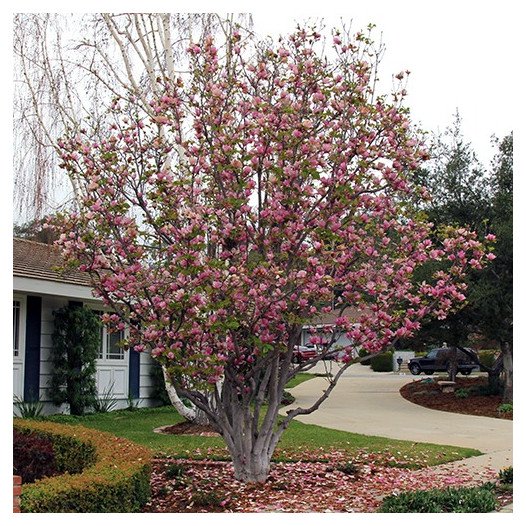 Saucer Magnolia - Magnolia x soulangeana