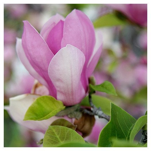 Saucer Magnolia - Magnolia x soulangeana