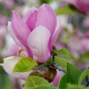 Saucer Magnolia - Magnolia x soulangeana