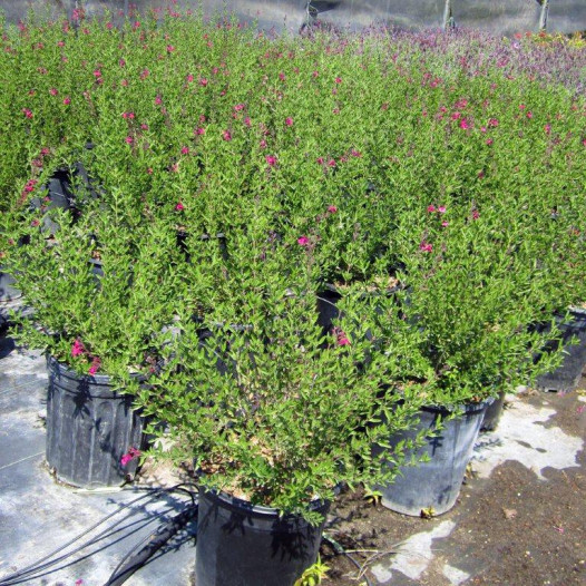 Autumn Sage - Red - Salvia Gregii