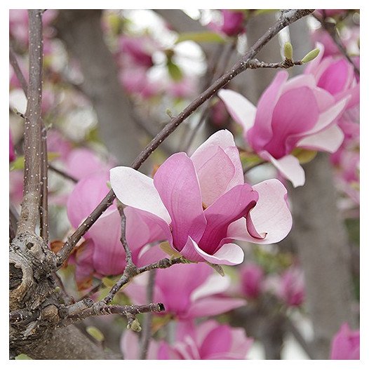Saucer Magnolia - Magnolia x soulangeana