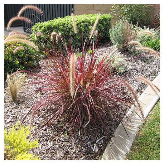 Fireworks Fountain Grass - Pennisetum 'Fireworks'