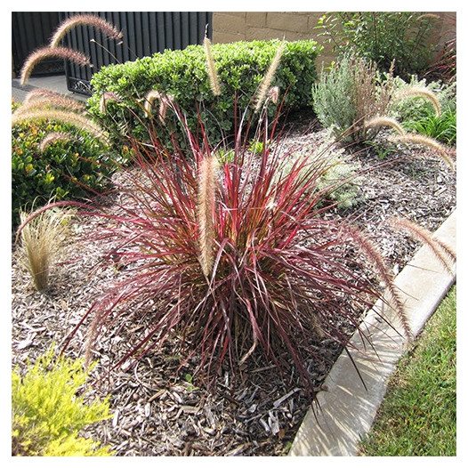 Fireworks Fountain Grass  - Pennisetum 'Fireworks'