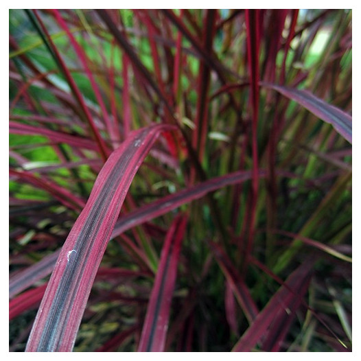 Fireworks Fountain Grass  - Pennisetum 'Fireworks'