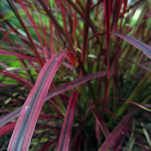 Fireworks Fountain Grass - Pennisetum 'Fireworks'