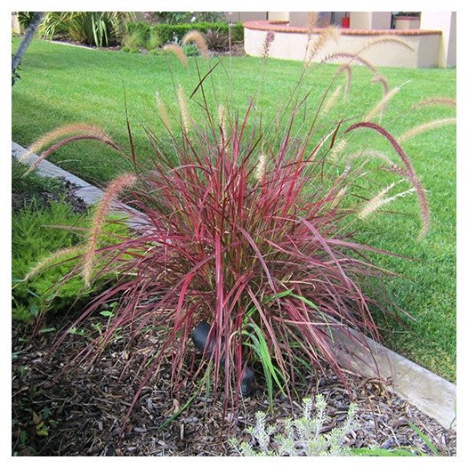 Fireworks Fountain Grass  - Pennisetum 'Fireworks'