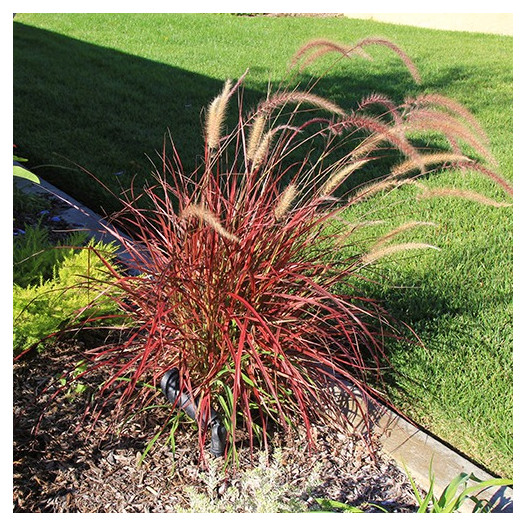 Fireworks Fountain Grass  - Pennisetum 'Fireworks'