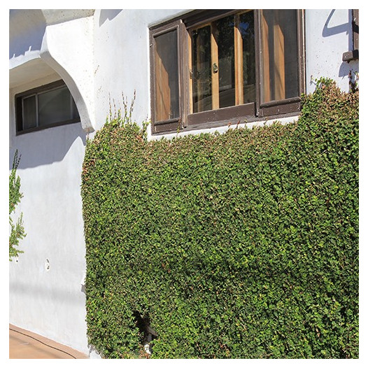 Creeping Fig - Ficus repens