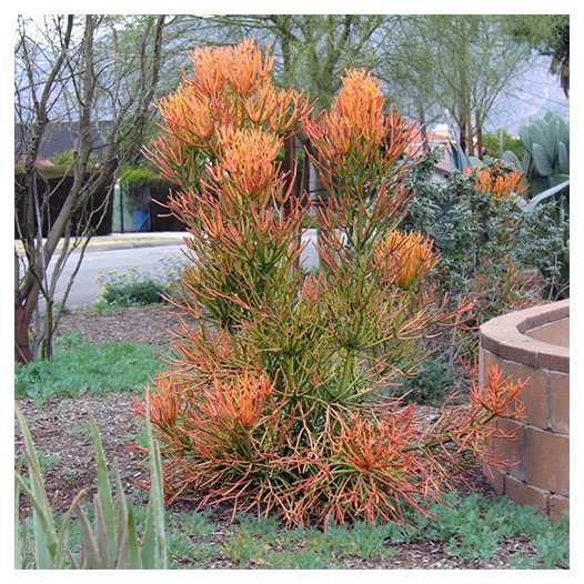 Red Pencil Plant  - Euphorbia tirucalli 'Sticks on Fire'