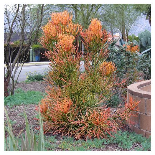 Red Pencil Plant - Euphorbia tirucalli 'Sticks on Fire'