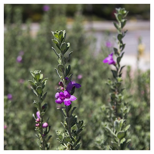 Texas Ranger  - Leucophyllum frutescens