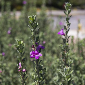 Texas Ranger - Leucophyllum frutescens