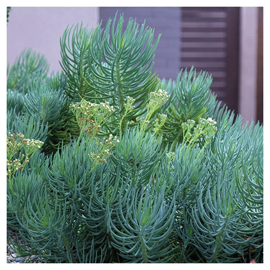 Narrow-Leaf Chalksticks - Senecio cylindricus