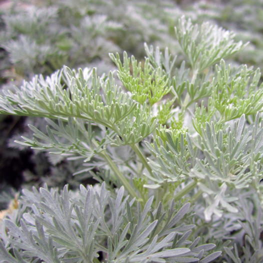 Wormwood  - Artemesia Powis Castle