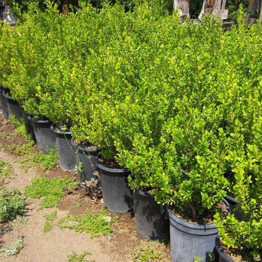 Japanese Boxwood  - Buxus Microphylla Japonica