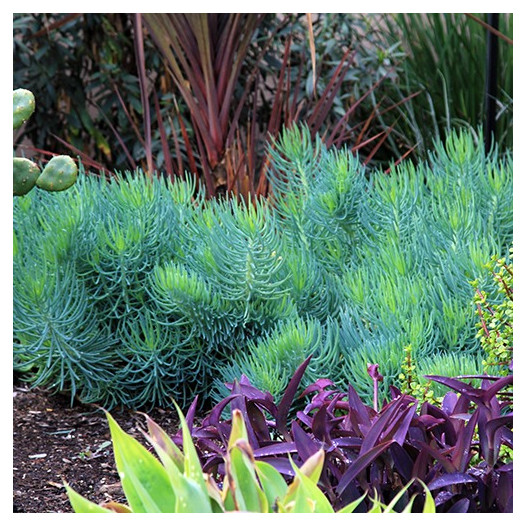 Narrow-Leaf Chalksticks - Senecio cylindricus