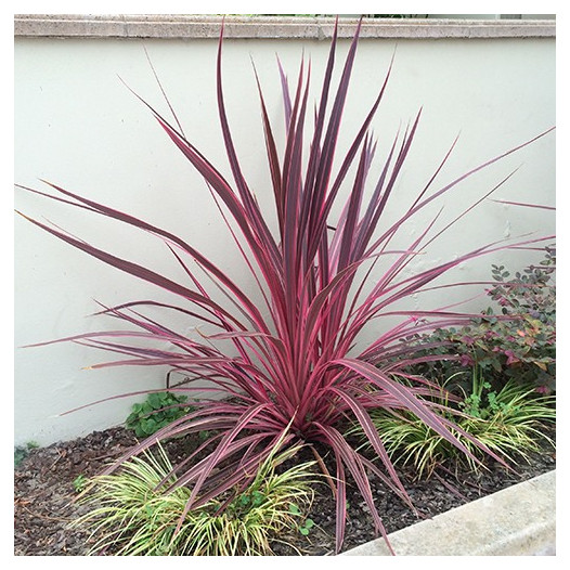 Electric Pink Cordyline  - Cordyline banksii 'Electric Pink'