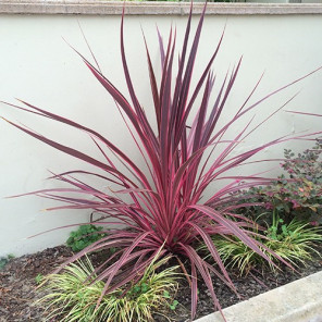 Electric Pink Cordyline - Cordyline banksii 'Electric Pink'