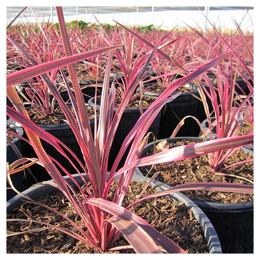 Electric Pink Cordyline  - Cordyline banksii 'Electric Pink'