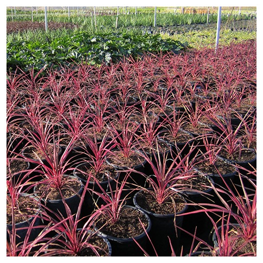 Electric Pink Cordyline  - Cordyline banksii 'Electric Pink'