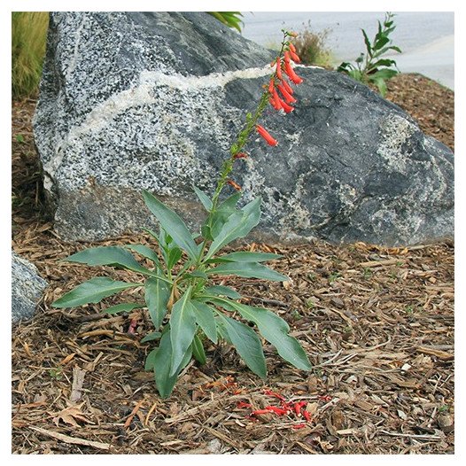 Firecracker Penstemon  - Penstemon eatonii