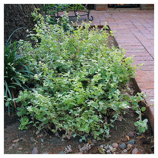 Limelight Licorice Plant - Helichrysum petiolare 'Limelight'