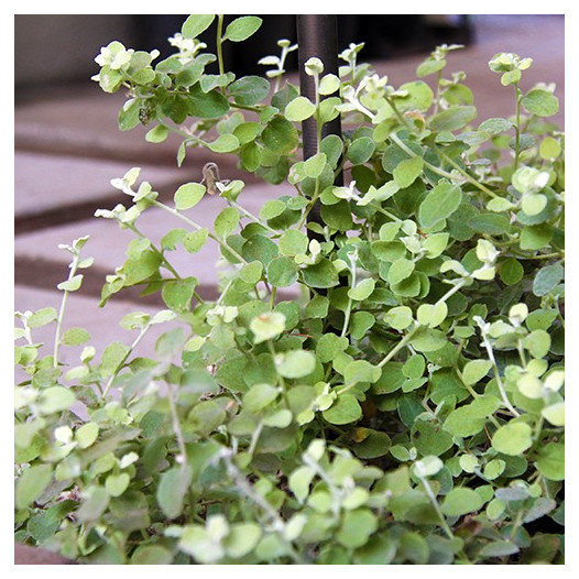 Limelight Licorice Plant  - Helichrysum petiolare 'Limelight'