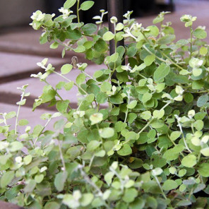 Limelight Licorice Plant - Helichrysum petiolare 'Limelight'