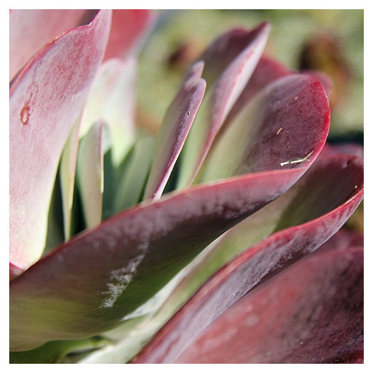 Paddle Plant  - Kalanchoe luciae