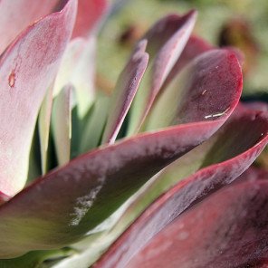 Paddle Plant - Kalanchoe luciae