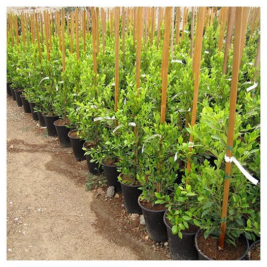 Indian Laurel Fig - Ficus retusa nitida