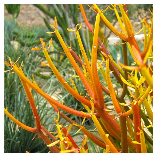 Red Pencil Plant  - Euphorbia tirucalli 'Sticks on Fire'