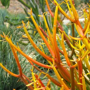 Red Pencil Plant - Euphorbia tirucalli 'Sticks on Fire'