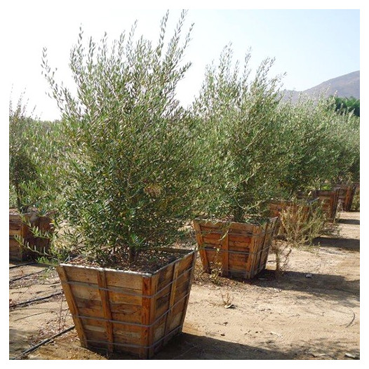 Semi-Fruitless Olive - Multi Trunk  - Olea europaea Wilsonii