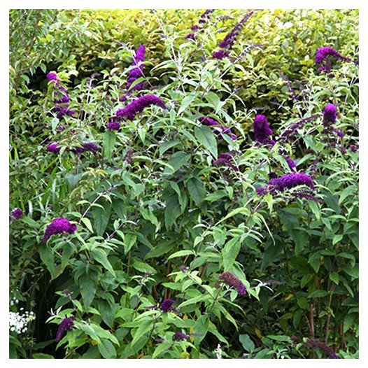 Butterfly Bush  - Buddleja davidii 'Black Knight'