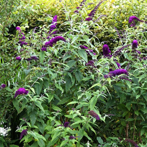 Butterfly Bush - Buddleja davidii 'Black Knight'