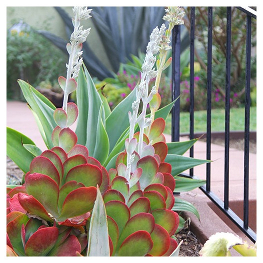 Paddle Plant - Kalanchoe luciae