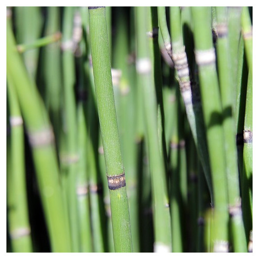 Horsetail - Equisetum hyemale