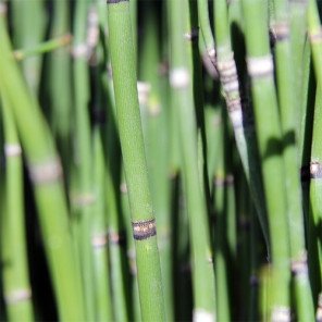 Horsetail - Equisetum hyemale