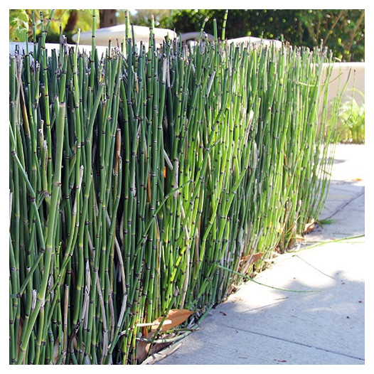 Horsetail  - Equisetum hyemale