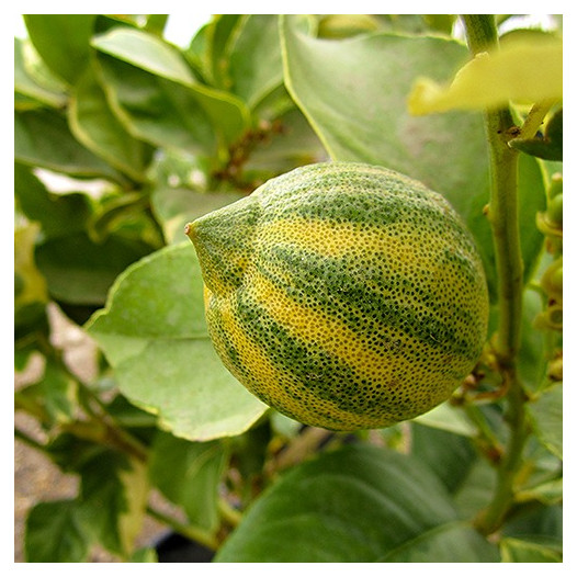 Pink Lemonade Lemon - Citrus limon 'Pink Lemonade'