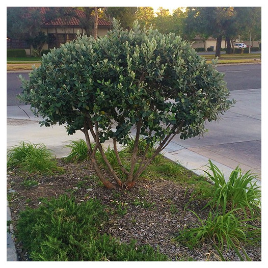 Pineapple Guava  - Feijoa sellowiana