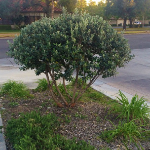 Pineapple Guava - Feijoa sellowiana