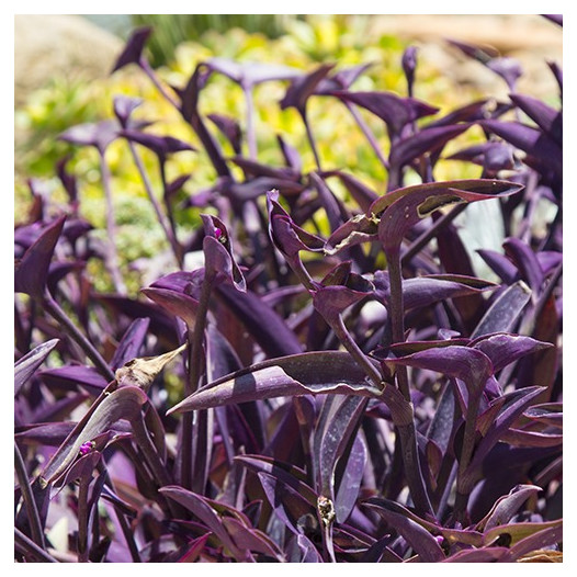 Purple Wandering Jew  - Tradescantia pallida 'Purple Heart'