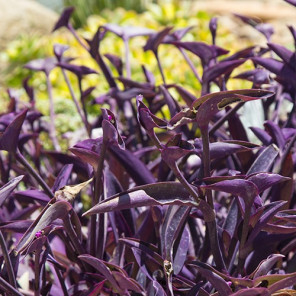 Purple Wandering Jew - Tradescantia pallida 'Purple Heart'