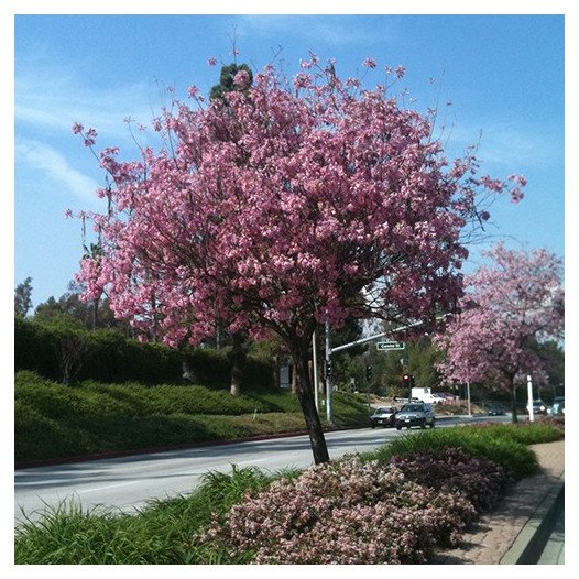 Pink Trumpet Tree - Tabebuia impetiginosa