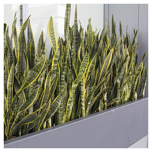 Snake Plant  - Sansaveria trifasciata 'Laurentii'